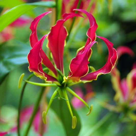 Gloriosa Rothschildiana Lily (Pack of 1) - Grow Organic Gloriosa Rothschildiana Lily (Pack of 1) Flower Bulbs