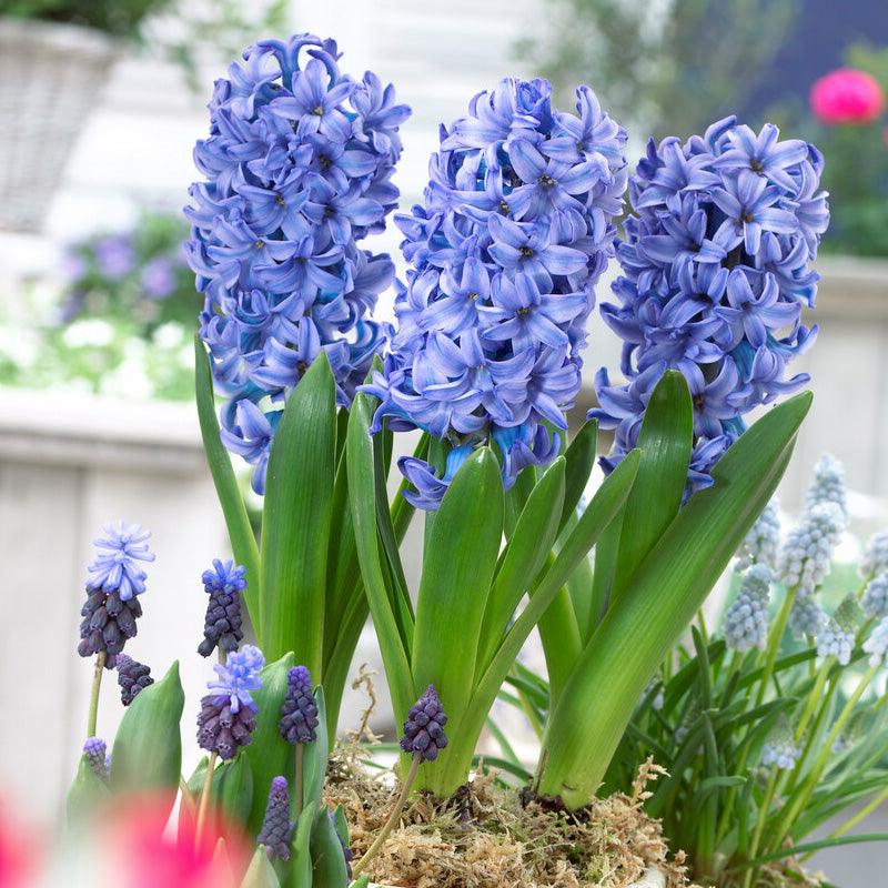 Bee Blue Collection - (50 Bulbs) - Grow Organic Bee Bulb Collection - Blue (Pack of 50) Flower Bulbs