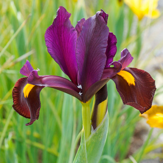 Iris Dutch Red Ember (Pack of 10) - Grow Organic "Red Ember" Dutch Iris Bulbs (Pack of 10) Flower Bulbs