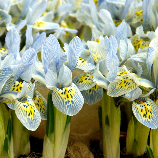 "Katherine Hodgkin" Dwarf Iris Bulbs (Pack of 20) "Katherine Hodgkin" Dwarf Iris Bulbs (Pack of 20) Flower Bulbs