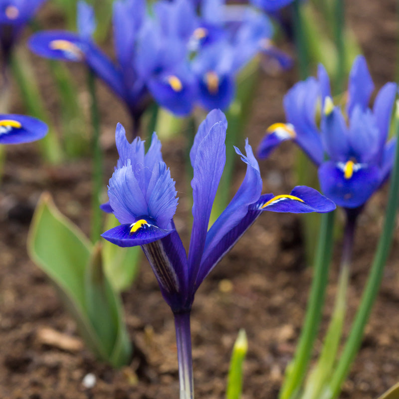 "Harmony" Dwarf Iris Bulbs (Pack of 20) - Grow Organic "Harmony" Dwarf Iris Bulbs (Pack of 20) Flower Bulbs