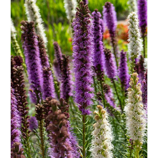 Liatris spicata Mixture (Pack of 10) - Grow Organic Liatris spicata Mixture (Pack of 10) Flower Bulbs