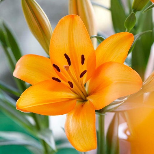 Lily Asiatic Mandarin Star (Pack of 2) - Grow Organic Lily Asiatic Mandarin Star (Pack of 2) Flower Bulbs