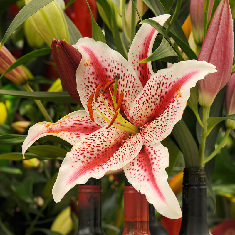 Lily Oriental Dizzy (Pack of 2) - Grow Organic Lily Oriental Dizzy (Pack of 2) Flower Bulbs