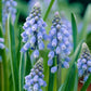 Bee Blue Collection - (50 Bulbs) - Grow Organic Bee Bulb Collection - Blue (Pack of 50) Flower Bulbs