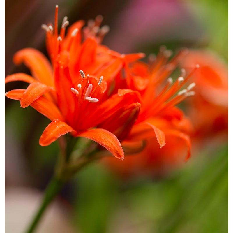 Nerine Red (Pack of 2) - Grow Organic Nerine Red (Pack of 2) Flower Bulbs