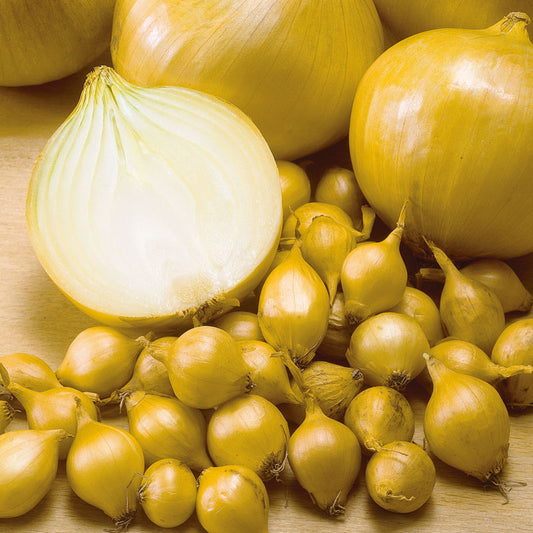Onion Sets Super Sweet (Pack of 80) - Grow Organic Onion Sets - Super Sweet (Pack of 80) Garlic, Onions & Leeks
