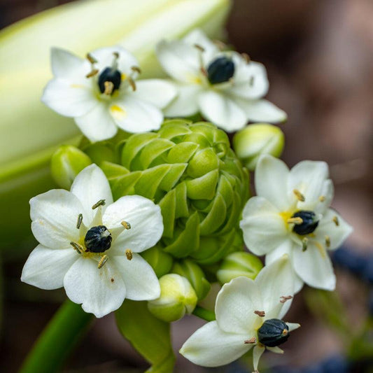 Ornithogalum arabicum (Pack of 3) - Grow Organic Ornithogalum arabicum (Pack of 3) Flower Bulbs