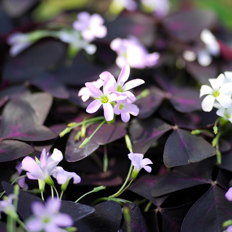 Oxalis triangularis (Pack of 5) - Grow Organic Oxalis triangularis (Pack of 5) Flower Bulbs