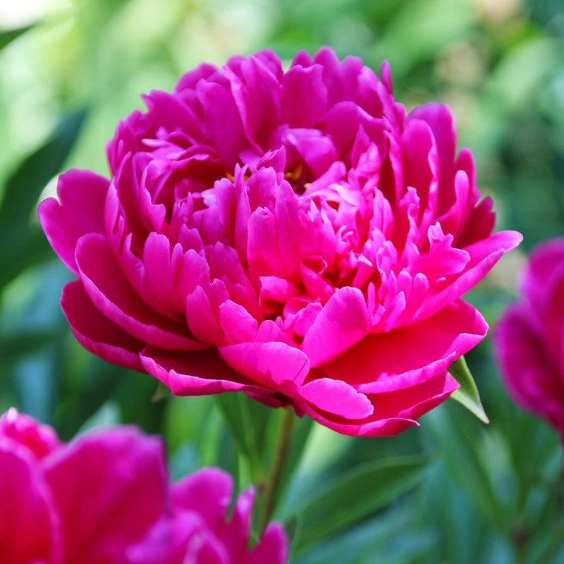 Peony Karl Rosenfield (Pack of 1) - Grow Organic Peony Karl Rosenfield (Pack of 1) Flower Bulbs