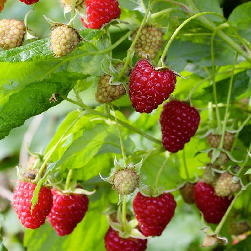 Raspberry Cascade Bounty for Sale – Grow Organic