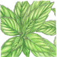Organic Basil, Lemon (pack) - Grow Organic Organic Basil, Lemon (pack) Herb Seeds