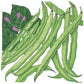 Tendergreen Bush Bean Seeds (Organic) - Grow Organic Tendergreen Bush Bean Seeds (Organic) Vegetable Seeds