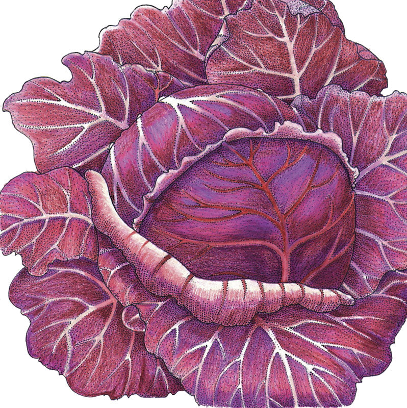 Express Red Cabbage Seeds (Organic) - Grow Organic Express Red Cabbage Seeds (Organic) Vegetable Seeds