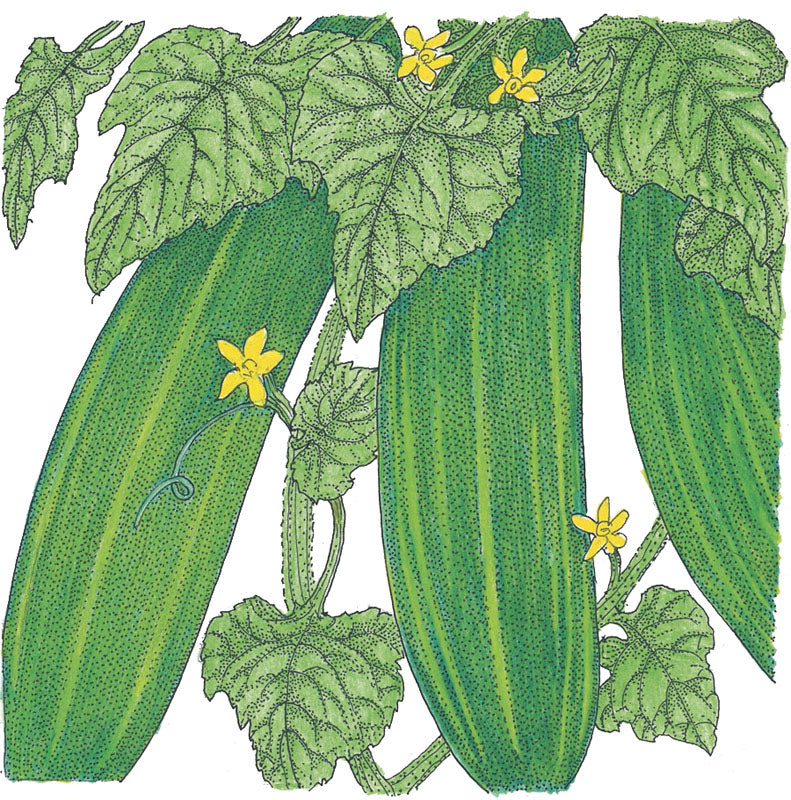 Straight Eight Cucumber Seeds (Organic) - Grow Organic Straight Eight Cucumber Seeds (Organic) Vegetable Seeds