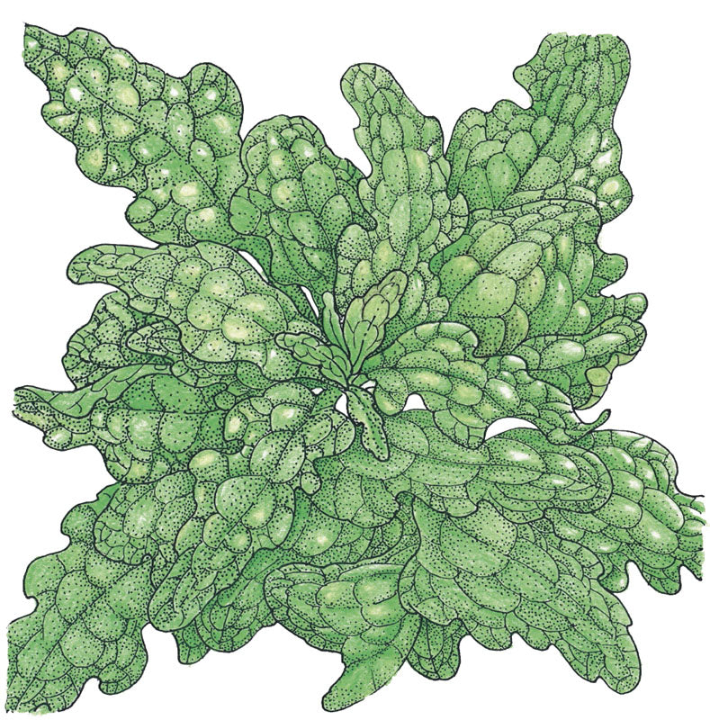 Royal Oakleaf Lettuce Seeds (Organic) - Grow Organic Royal Oakleaf Lettuce Seeds (Organic) Vegetable Seeds