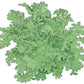 Tango Lettuce Seeds (Organic) - Grow Organic Tango Lettuce Seeds (Organic) Vegetable Seeds