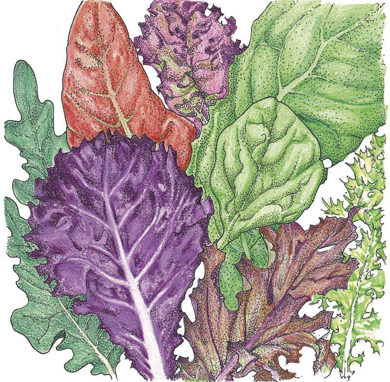 Gourmet Mix Lettuce Seeds (Organic) - Grow Organic Gourmet Mix Lettuce Seeds (Organic) Vegetable Seeds