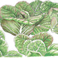 Rouge D'Hiver Lettuce Seeds (Organic) - Grow Organic Rouge D'Hiver Lettuce Seeds (Organic) Vegetable Seeds