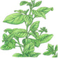 Organic Marjoram - Grow Organic Organic Marjoram Herb Seeds