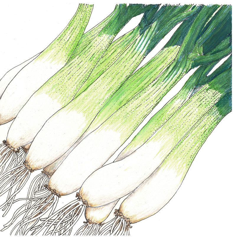 Evergreen Bunching Onion Seeds (Organic) - Grow Organic Evergreen Bunching Onion Seeds (Organic) Vegetable Seeds