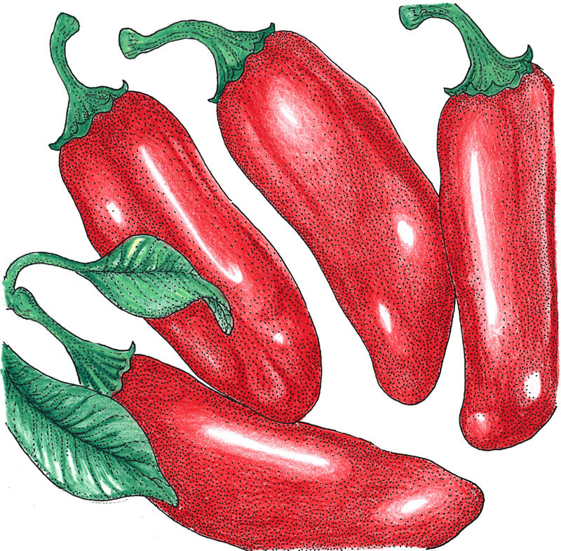Hot Jalapeo Early Pepper Seeds (Organic) - Grow Organic Hot Jalapeo Early Pepper Seeds (Organic) Vegetable Seeds