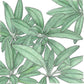 Organic Sage - Grow Organic Organic Sage Herb Seeds