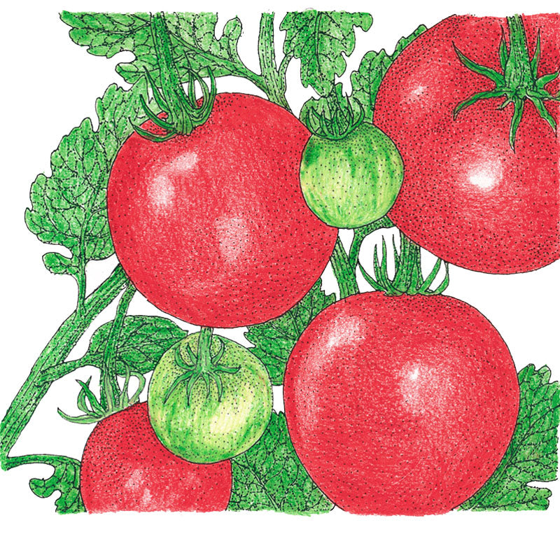 Stupice Tomato Seeds (Organic) - Grow Organic Stupice Tomato Seeds (Organic) Vegetable Seeds