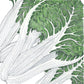 Fordhook Giant Chard Seeds (Organic) - Grow Organic Fordhook Giant Chard Seeds (Organic) Vegetable Seeds