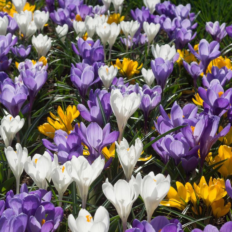 Snow Crocus Bulb Mix (Pack of 40) - Grow Organic Snow Crocus Bulb Mix (Pack of 40) Flower Bulbs