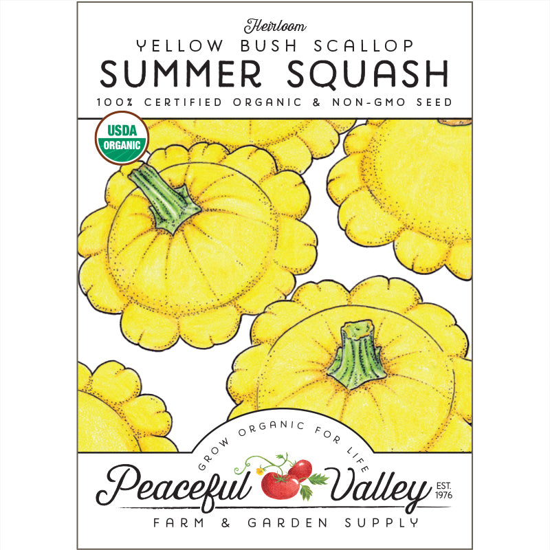 Organic Yellow Bush Scallop Summer Squash - Grow Organic Scallop Yellow Bush Summer Squash Seeds (Organic) Vegetable Seeds