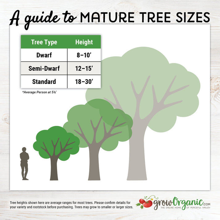 Semi-Dwarf Bare Root Craig's Crimson Cherry Tree for Sale – Grow Organic