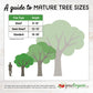 Dapple Supreme Pluot Tree