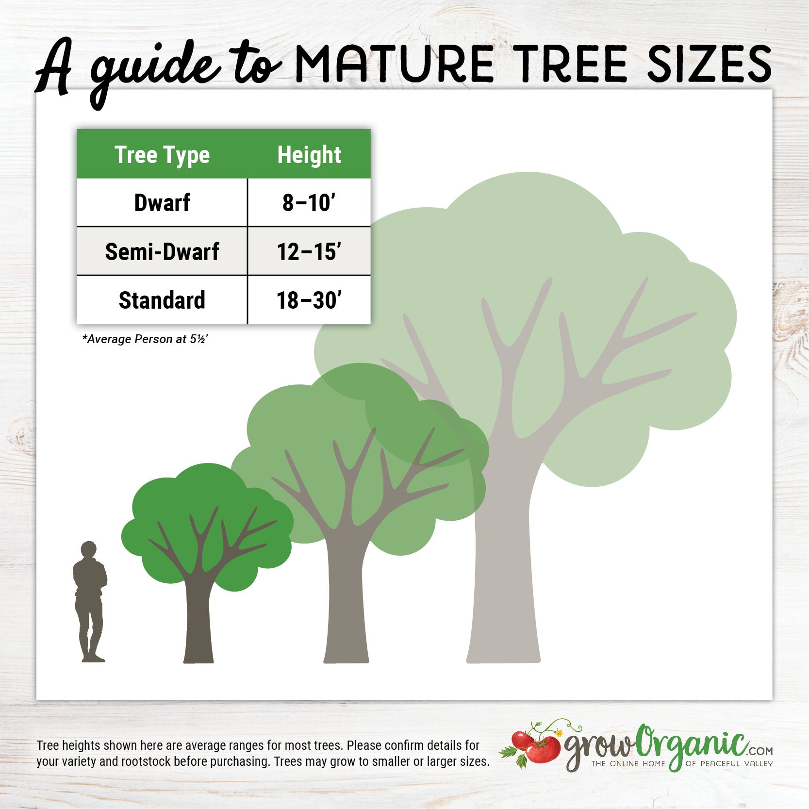 Fuji Apple Tree For Sale - 4-5ft Bareroot Organic Grafted