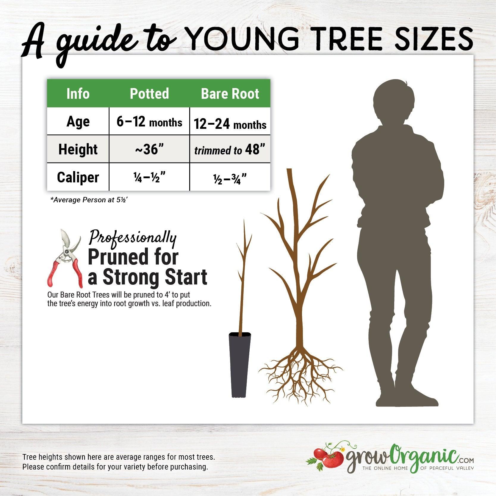 Satsuma Plum Tree - Grow Organic