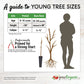 Mexicola Avocado Tree (Potted)