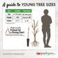 Red Delicious AKA Bisbee Spur Apple Tree Potted (5 Gallon)