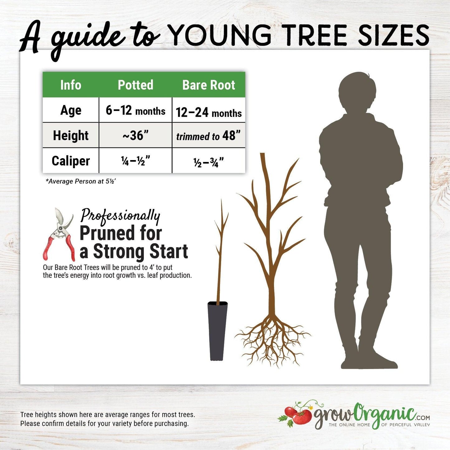 Comice Pear Tree, European Type for Sale - Grow Organic