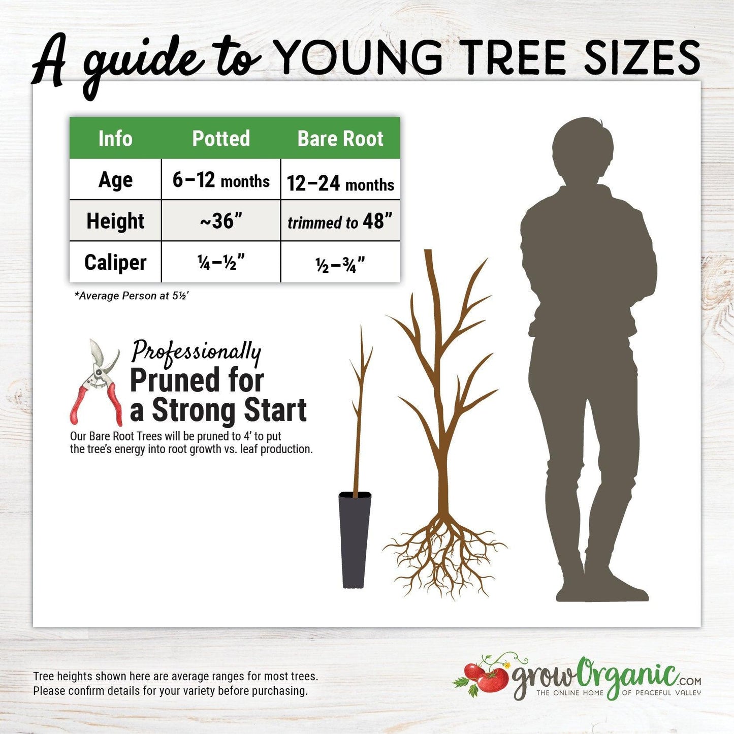 Low Chill Requirement Peaches, 3 on 1 Multiple Grafted Fruit Tree