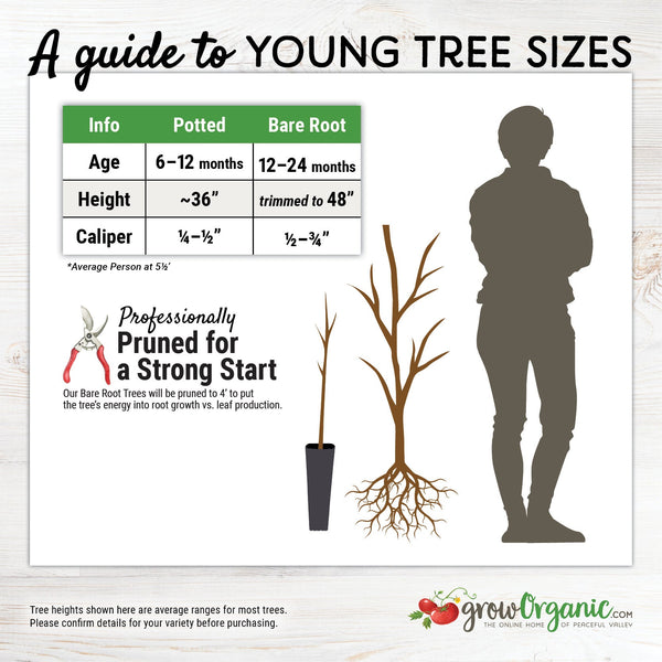 Disease Resistant Pears, Multi-Grafted Fruit Tree – Grow Organic