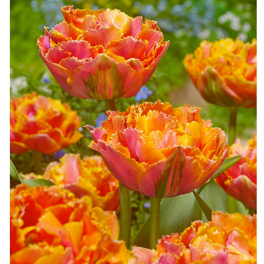 Tulip Double Late Peony Royal Centennial (Pack of 6) "Royal Centennial" Double Late Peony Tulip Bulbs (Pack of 6) Flower Bulbs