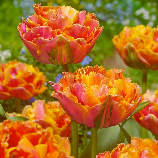 Tulip Double Late Peony Royal Centennial (Pack of 6) "Royal Centennial" Double Late Peony Tulip Bulbs (Pack of 6) Flower Bulbs