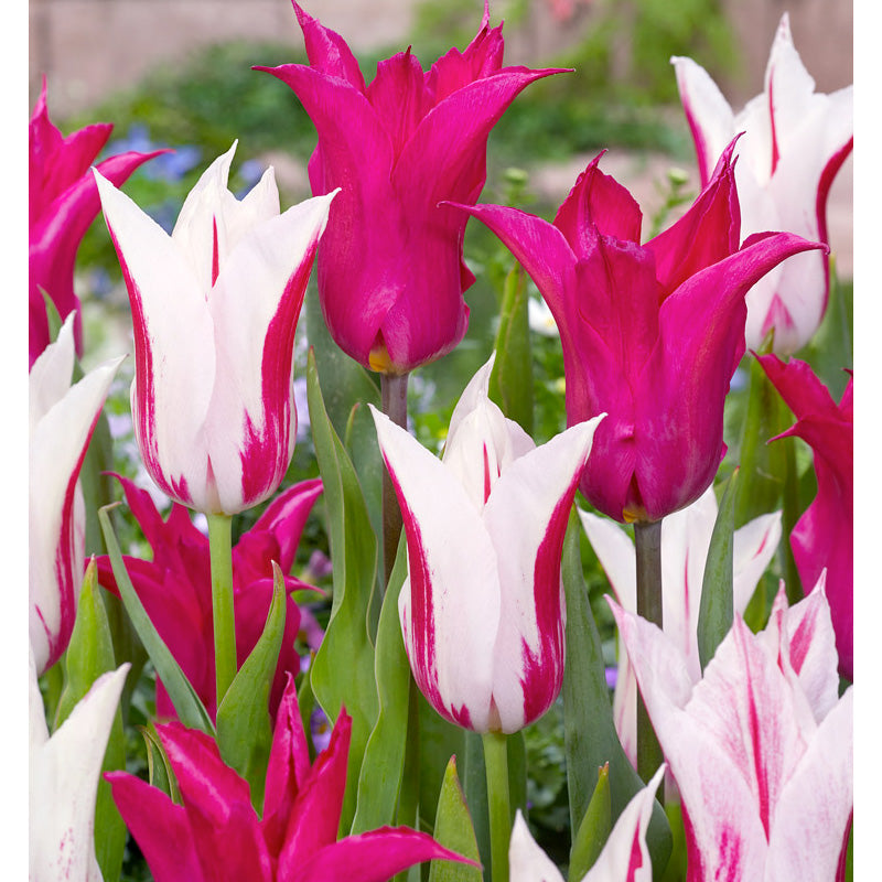 Neon Flash Tulip Bulb Mix (Pack of 12) - Grow Organic Neon Flash Tulip Bulb Mix (Pack of 12) Flower Bulbs