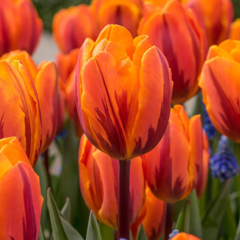 "Princess Irene" Rembrandt Tulip Bulbs (Pack of 8) "Princess Irene" Rembrandt Tulip Bulbs (Pack of 8) Flower Bulbs