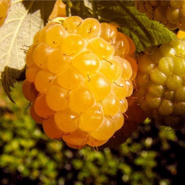 Yellow Clear Raspberry Organic Raspberry Plants & Raspberries | Raspberry Plants For Sale ...