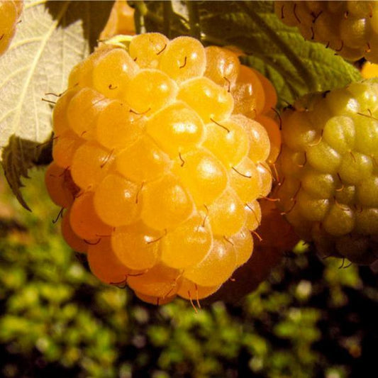 Raspberry Yellow Honey Queen Grow Organic