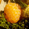 Yellow Honey Queen Raspberry for Sale – Grow Organic