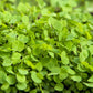 Alsike Clover - Nitrocoated Seed  Cold Hardy Clover Alsike Clover - Nitrocoated Seed (lb) Cover Crop