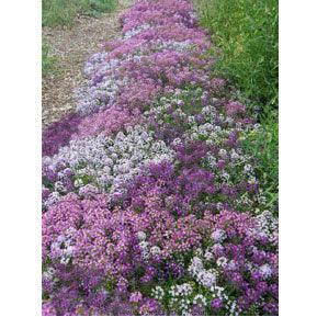 alyssum seed to flower time Renee's Garden Alyssum Summer Romance Mix