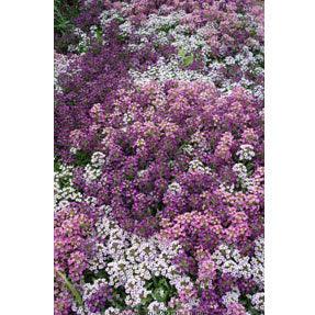 summer flower seed mix Renee's Garden Honey-Scented Alyssum Summer Romance